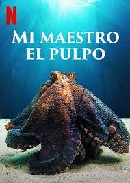 Al visitar su guarida y seguir sus. No Te Pierdas Mi Maestro El Pulpo En Netflix Octopus The Truman Show Teacher