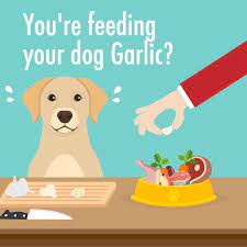 Can Dogs Eat Garlic The Bottom Line Can Dogs Eat Dog Eating Dog Nutrition
