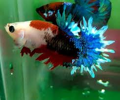 Pin By M Fuad Arifin On Betta Splendid Freshwater Aquarium Fish Betta Betta Fish