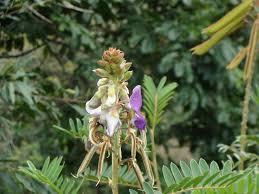 Image result for Tephrosia dasyphylla