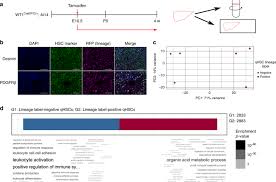 During development, the coelomic epithelium is a highly active cell layer, which locally is able to supply mesenchymal cells that contribute to the mesodermal elements. Embryonic Mesothelial Derived Hepatic Lineage Of Quiescent And Heterogenous Scar Orchestrating Cells Defined But Suppressed By Wt1 Nature Communications