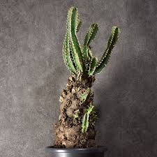 Image result for Euphorbia mlanjeana