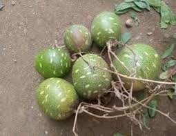 Image result for Lagenaria breviflora