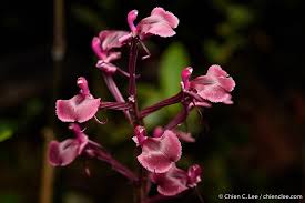 Image result for Liparis mulindana