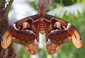 The moth is beautiful and very large, but also the caterpillars look amazing. Attacus Atlas Atlas Moth Taxo4254 Wiki Nus