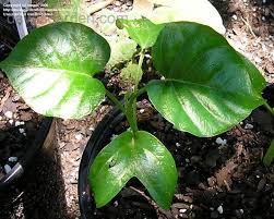 Image result for Ipomoea albivenia