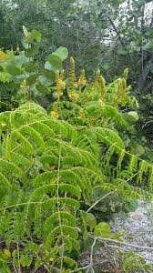 Image result for Guilandina bonduc