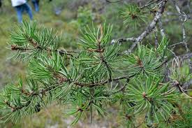 Find the perfect jack pine stock photos and editorial news pictures from getty images. Pin On Jackpine Tree