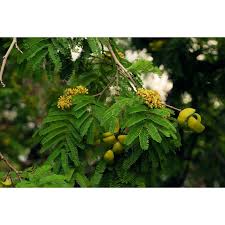 Image result for Libidibia coriaria