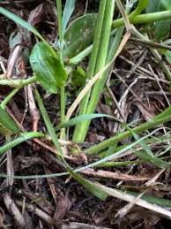 Image result for Eragrostis tenuifolia