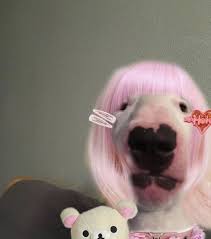 Pin By Kokxeo On Walter Meme Faces Cute Memes Aesthetic Memes