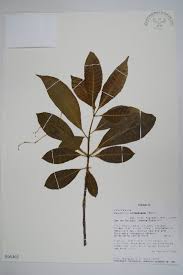 Image result for Rauvolfia mombasiana