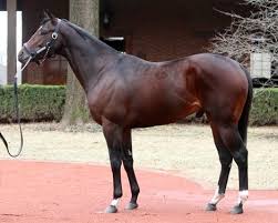 New Year S Day At Hill N Dale Farm Thoroughbred Racehorse Stallion