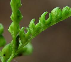 Image result for Lobelia petiolata