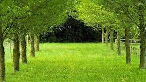 صور اشجار و طبيعة خلابة خواطر عامة hd wallpapers for laptop nature desktop wallpaper nature desktop