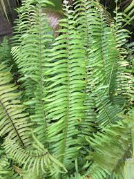 Image result for Nephrolepis