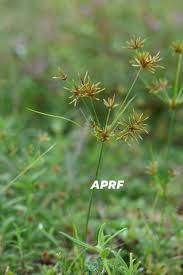 Image result for Cyperus tenuispica