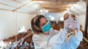 avian influenza kus gribi