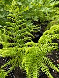 Image result for Dennstaedtiaceae