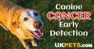 Symptoms of canine spleen cancer dogs with hemangiosarcoma in the spleen may not show any symptoms at the early stage. 5 Common Cancers In Dogs And How To Spot The Signs Uk Pets