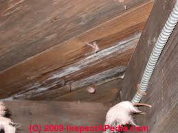 The goals of these lights are: What Does White Or Light Colored Gray Mold Look Like On Building Surfaces Photographs Of White Mold Gray Mold Indoors These Pictures Aid In Mold Detection Mold Identification Mold Recognition In Buildings