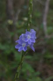 Image result for Stachytarpheta cayennensis