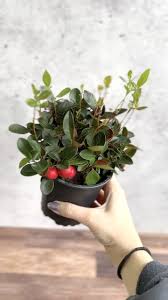 Image result for Galenia procumbens