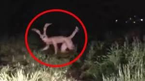 Mammals that start with s. What Animal Names Start With The Letter C Quora