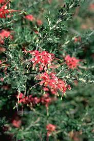 Image result for Hartliella