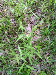 Image result for Dicoma tomentosa