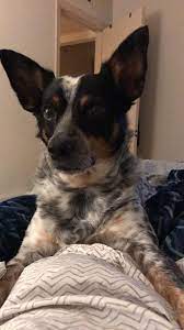 They have an interesting history a. Wrangler 5 Years Old Cattle Dog Rat Terrier Mix Apple Of My Eye And Bane Of My Existence But Mostly The First One Rat Terrier Mix Pitbull Terrier Cattle Dog