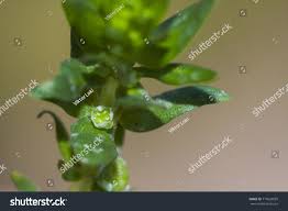 Image result for Elatinaceae