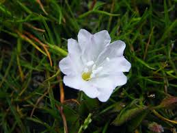 Image result for Falkia oblonga