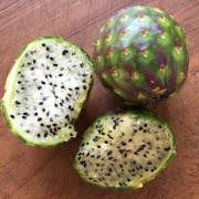 There are legions of devotees in the eastern united states, europe, and japan. Stenocereus Eruca Creeping Devil Cactus Buy Seeds At Rarepalmseeds Com