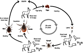 If left untreated, infection can spread to. Search For Blood Or Water Is Influenced By Borrelia Burgdorferi In Ixodes Ricinus Parasites Vectors Full Text