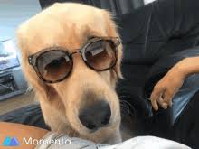 Dog sunglasses gif la confederation nationale du logement. Dog In Sunglasses Gifs Tenor