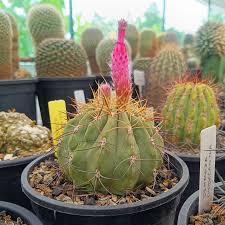 Image result for Kotschya carsonii