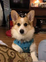 Puppyfinder.com is your source for finding an ideal pembroke welsh corgi puppy for sale in oregon, usa area. Pin On Corgis Galore