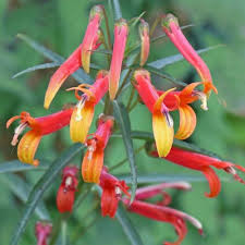 Image result for Scleria laxiflora