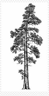 Nicepng provides large related hd transparent png images. Pine Tree Clipart Red Wood Tree Coastal Redwood Tree Illustration Png Download 847894 Pikpng