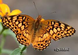 Mountain meadows, everywhere but dense forests. Euptoieta Claudia Variegated Fritillary Sw Kansas Beautiful Butterfly Photography Beautiful Butterflies Moth