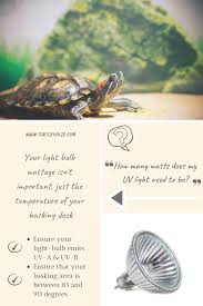 The good thing is that the turtles do know when they have had enough of the basking and when they want to bask. Turtleholic Clear Simplified How To Guides For Pet Turtle Owners Pet Turtle Turtle Tank Turtle