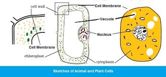 We did not find results for: Cbse Class Viii 8th Science Chapter 8 Cell Structure And Functions Solved Lesson Exercises Cbse Master Ncert Textbooks Exercises Solutions