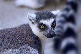 We did not find results for: Hd Wallpaper Lemur Monkey Animal Mammal Zoo Animal Wildlife Animals In The Wild Wallpaper Flare