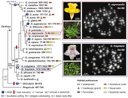 Image result for Genlisea hispidula