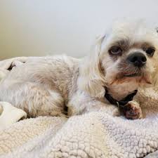 We will pamper your pets in a calm, safe environment, and offer you the best price possible for your pet grooming needs. Tlc Mobile Pet Grooming 41 Photos 104 Reviews Pet Groomers San Jose Ca Phone Number Yelp