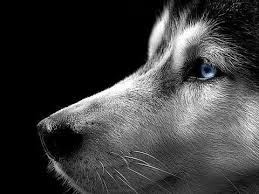 Do You Have What It Takes To Own A Siberian Husky Are You Researching The Breed Because You Are Enamored With The Siberian Husky Dog Husky Dogs Siberian Husky