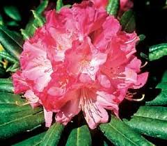 Plant Descriptions Rhododendron Plant Rhododendron Plants