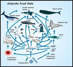 Where Goes The Carbon In The Palmer Lter Ocean Food Web Antarctic Animals Food Web