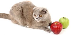 Human food that cats can & cannot eat. 24 Human Foods Cats Can Eat Foods Cats Should Avoid